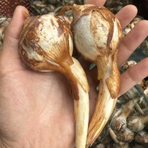 茨菇云南大慈菇中号茨菇小茨菇全年不断货货源稳定发货