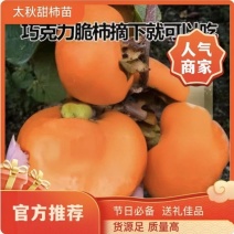 果园直发柿子树苗太秋阳丰甜脆柿自然脱涩现摘现吃包品种