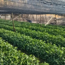 草珊瑚种苗