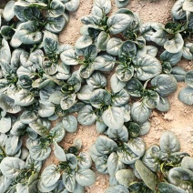 河南陆地精品小菠菜,15-2公分大量上市,无白点,手工好