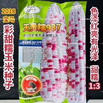 晓富彩甜糯玉米种子2018宝马甜糯玉米种子大棒鲜食苞米种