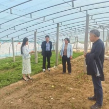 金贵宏朝天椒辣椒苗免费技术指导后期提供销路