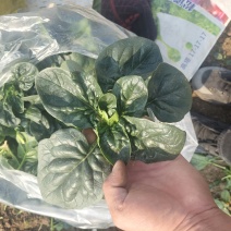 趴地菠菜