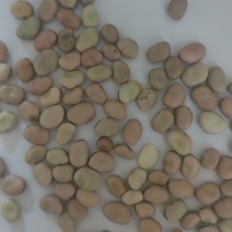 干蚕豆/云南临沧蚕豆基地直发/可大量供货/对接全国采购商