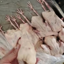 鸽子