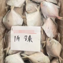 白鲳鱼