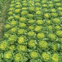 黄心菜