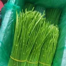 云南芦蒿/黎蒿持续发货