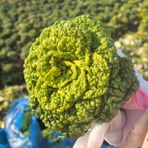精品黄心乌，大棚菜，菊花心，