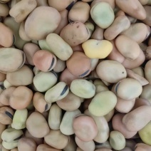干蚕豆/云南临沧蚕豆基地直发/可视频看货/对接全国采购商