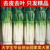 【精品铁杆大葱】山东大葱现挖新鲜特级大葱农家便宜蔬菜正宗批发