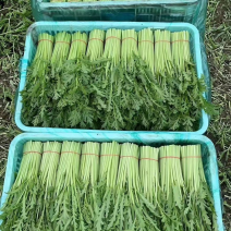 茼蒿新鲜现货，产地供货价格低，各种规格都有可发市场、商超