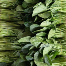 菠菜现货低价大量，可供市场等青菜基地供应，可随时咨询**价格
