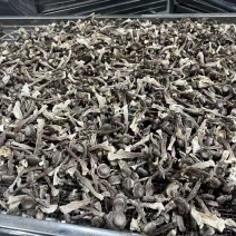 鹿茸菇