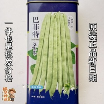 宏雨巴菲特芸豆种子大田专用
