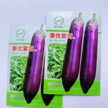 航丰紫优长剑紫红长茄种籽子春秋季四季阳台盆栽蔬菜种农家春秋播