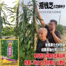 摇钱芝矮杆高产抗倒伏高油香味浓郁春夏种植白芝麻种大田基地