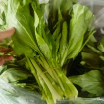 湖北宜昌白菜苔五号