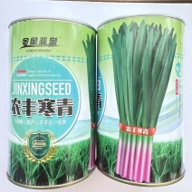农丰寒青红根韭菜种子休眠韭菜种籽抗寒高抗冬季春季蔬菜大田种孑