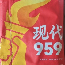 现代959玉米种子现代959国审原厂正品红轴大棒抗病抗倒