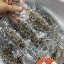大连辽参鲜食