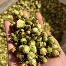 山茶花新货好货现货特价
