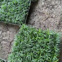 玉龙草坪