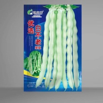 白不老架豆种子早熟蔓生嫩荚白绿色荚长30左右商品性好