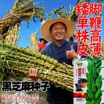 原装黑芝麻高产高油春夏播种黑芝麻矮杆单鞭籽粒饱满黑芝麻种