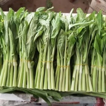 正宗湖南品种白菜苔（广州菜心）一级品