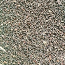 野生茼麻子
