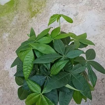 140三杆发财树