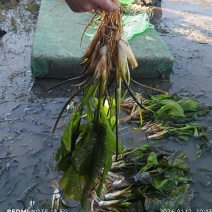 海菜花苗“水性杨花苗”