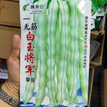 无筋白玉架豆种子早熟嫩荚白绿色蔓生春秋露地大棚均可种植