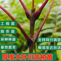 黄柏苗、正宗厚皮川黄柏苗出售，自家农场基地直供