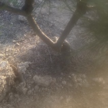 黑松盆景素材，5公分左右直径，一次造型。