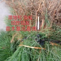 大杯油松，全国发货，欢迎进店选购，产地直发