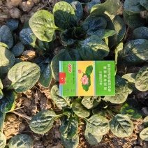 河南露天趴地菠菜