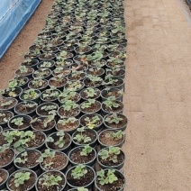 盆栽草莓2000千盆，要的可以联系