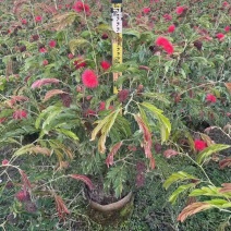 合欢(红绒球)20-150高，各种规格，大量低价出售