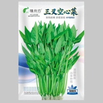 三叉空心菜种子多茬采收耐热耐寒四季种植南北方均可种植