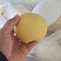 精品皇冠梨