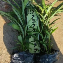 翠芦莉大量供应各种规格地被苗10-40高