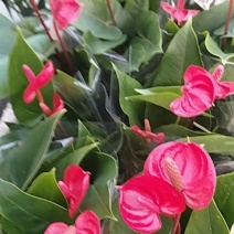90小娇红红掌
