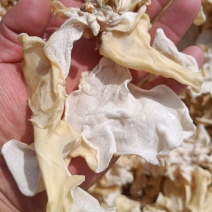 玉木耳丝白木耳丝现货白木耳丝批发零售自产自销白木耳丝价低