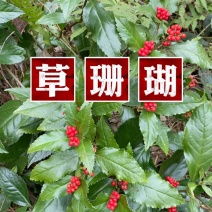 草珊瑚苗基地现挖现发新鲜批发草珊瑚苗