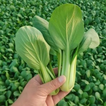 精品上海青/油菜大量有货/对接商超批发市场，各种颗型都有