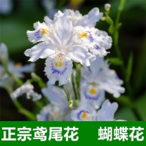 鸢尾花苗扁竹根蝴蝶花新鲜现挖现发新鲜