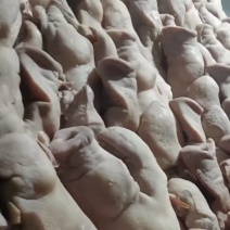 半成品猪头肉