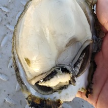 **湛江白蚝上市了。欢迎下单，一件也是批发价，b货，a货，
